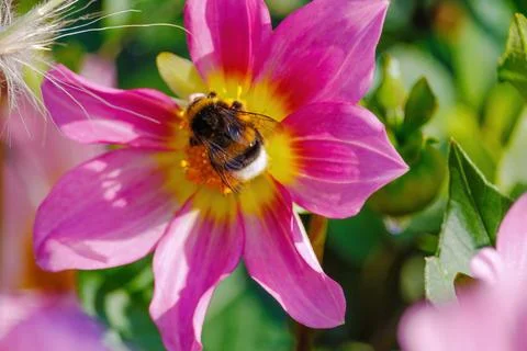 A bee is sitting on a pink flower Stock Photos