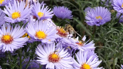A bee is sitting on a purple flower. Stock Footage 139971990