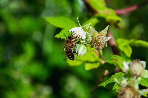 Bee sitting on raspberry flower Foto stock