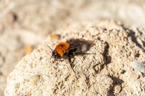 A bee is sitting on a rock. Bee close-up. Photos