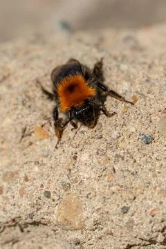 A bee is sitting on a rock. Bee close-up. Fotos Stock