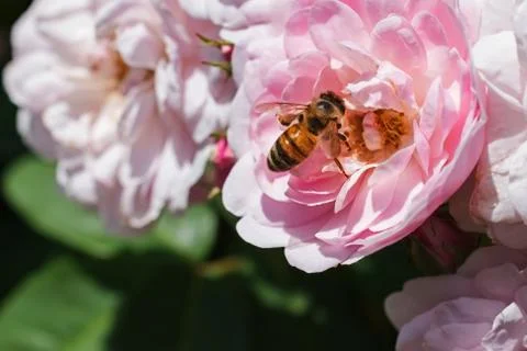 Bee Sitting on a Rose 스톡 사진