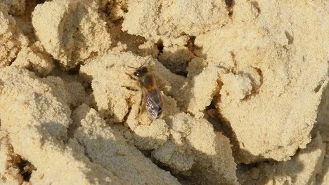 A bee sitting on the sand Stock Footage 128841566