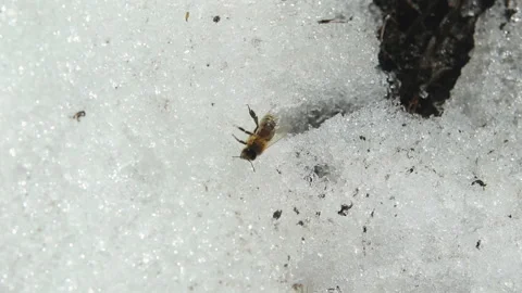 Bee sitting in the snow Stockbeeldmateriaal 87644211