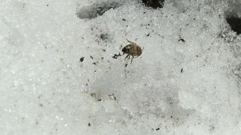 Bee sitting in the snow Stock Footage 87644583