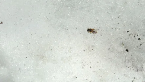 Bee sitting in the snow Vídeo Stock 87645182