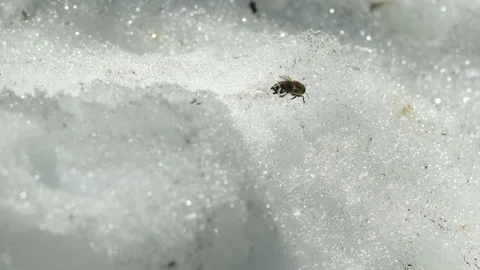 Bee sitting in the snow 库存影片 87648571