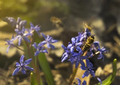 Bee sitting on a snowdrop Stock Photos