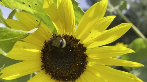 A bee is sitting on a sunflower Stock Footage 248849723