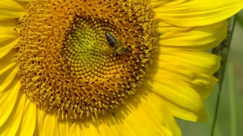 Bee sitting on a sunflower Stock Photos