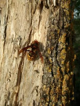 Bee sitting on a tree bark. Stock Photos