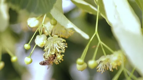 Bee sitting on a tree flower Stock Footage 157215128