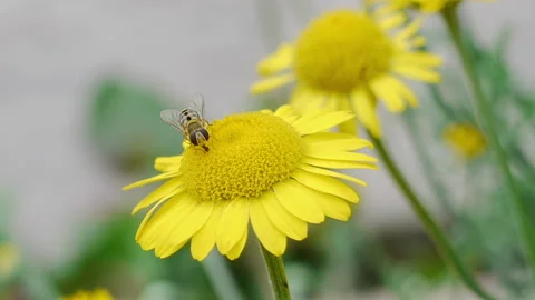 Bee Sitting On Yellow Daisy Stock Footage 221648392