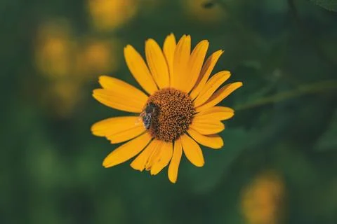 A bee is sitting on a yellow false sunflower Stock Photos