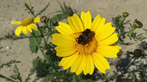 Bee sitting on yellow flower Video stock 88772806