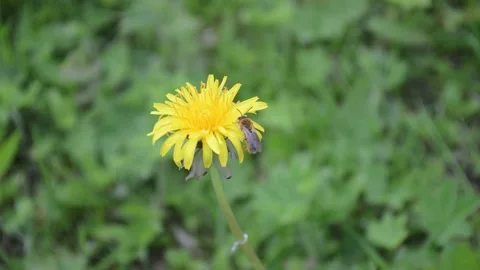 Bee sitting on a yellow flower Stock Footage 132215807