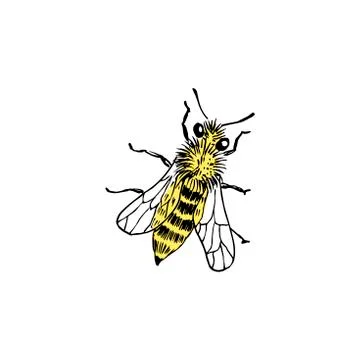 Bee sketch. Hand-drawn vector illustration. Isolated on white. Yellow and bla Stock Illustration