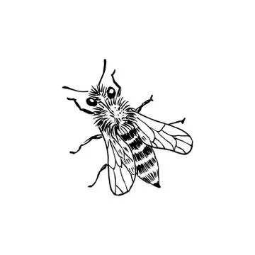 Bee sketch. Hand-drawn vector illustration. Isolated on white. Stock Illustration