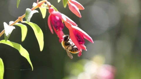 A BEE IN SLOMOTION #6 4K 60FPS H264 Stock Footage 344884645