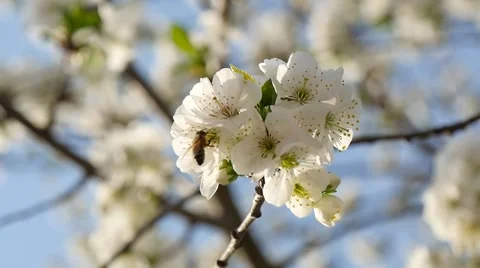 Bee in slow on cherry flower 動画素材 60644361