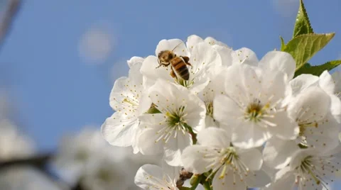 Bee in slow on cherry flower Stock Footage 60644854