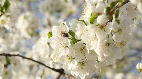Bee in slow on cherry flower Stock Footage