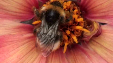 Bee slow mo Stock Footage 833397