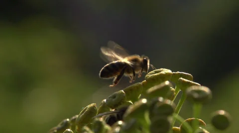 Bee in slow motion 01 Stockbeeldmateriaal 37569267