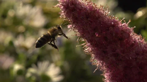 Bee in slow motion 02 Stockbeeldmateriaal 37569298