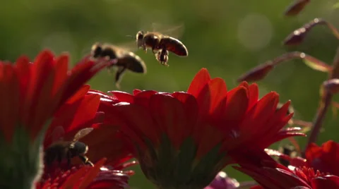 Bee in slow motion 03 Stockbeeldmateriaal 37569568