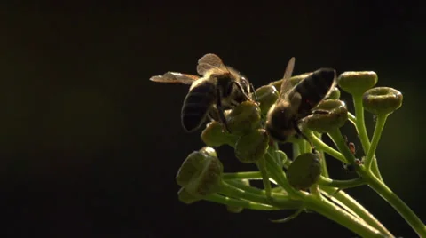 Bee in slow motion 04 Stock Footage 37569593