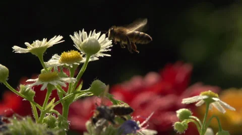 Bee in slow motion 05 Stockbeeldmateriaal 37569672