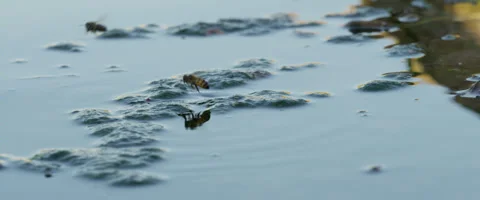 Bee Slow Motion (Abelhas Slow Motion) Video stock 33909142