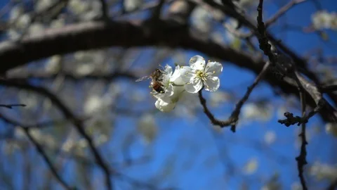 Bee in slow motion and Cherry Blossom Stock Footage