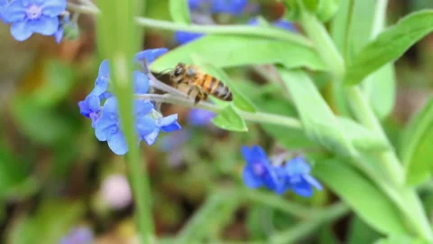 Bee in slow motion. Close up Bee Pollinate Flower In Slow-Motion. macro bee Stock Footage 122261451