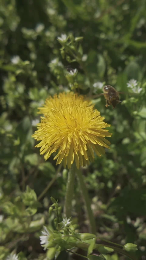 Bee in slow motion collecting pollen from yellow Dandelion (Taraxacum) flower Stock-Footage 333920205