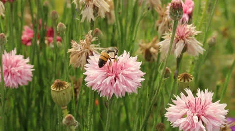 Bee in slow motion Video stock 23117610