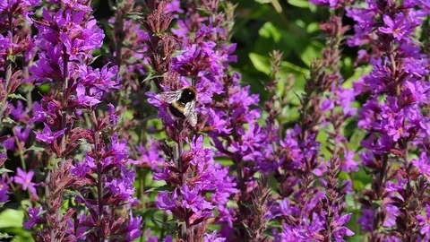 Bee in Slow Motion Stock Footage 79965501