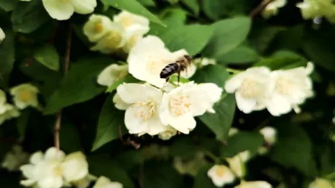 Bee in slow motion Video stock 132831422