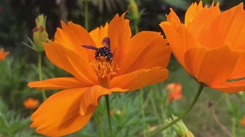 Bee in slow motion_collecting nectar Stockbeeldmateriaal 80939878