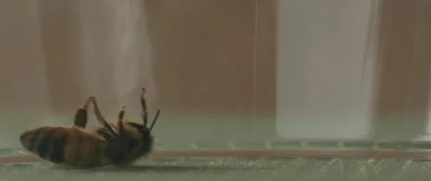 A bee slowly rolling on its back Stock Footage 151719476