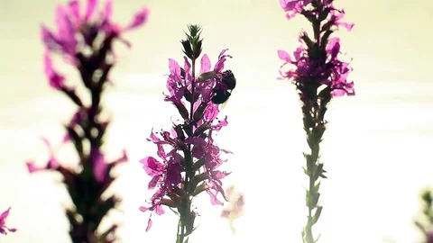 Bee slowly waking up then flying away Stock Footage 91375843