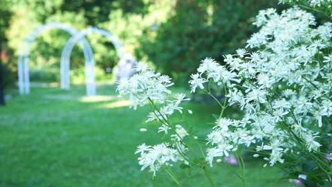 Bee on a small-flowered clematis with white flowers. Stock Footage 201205718