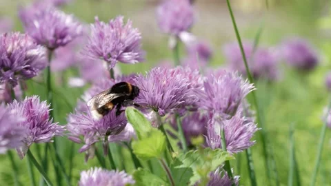 A bee on a small purple flower in slow motion. Pollination by wild bumblebees Video stock 158522503