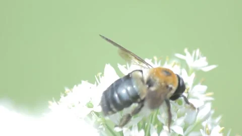 Bee on Small White Flowers Stock Footage 149079675