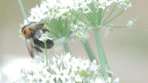 Bee on Small White Flowers Stock Footage 149079715