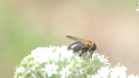 Bee on Small White Flowers Stock Footage 149079762
