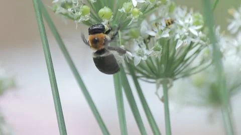 Bee on Small White Flowers Stock Footage 149079794