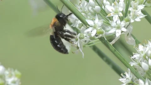 Bee on Small White Flowers Stock Footage 149079854