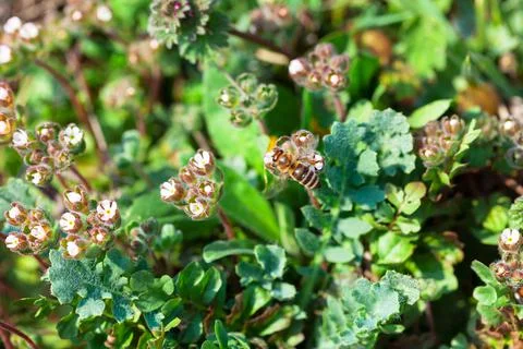 Bee at small white wildflowers Stock Photos